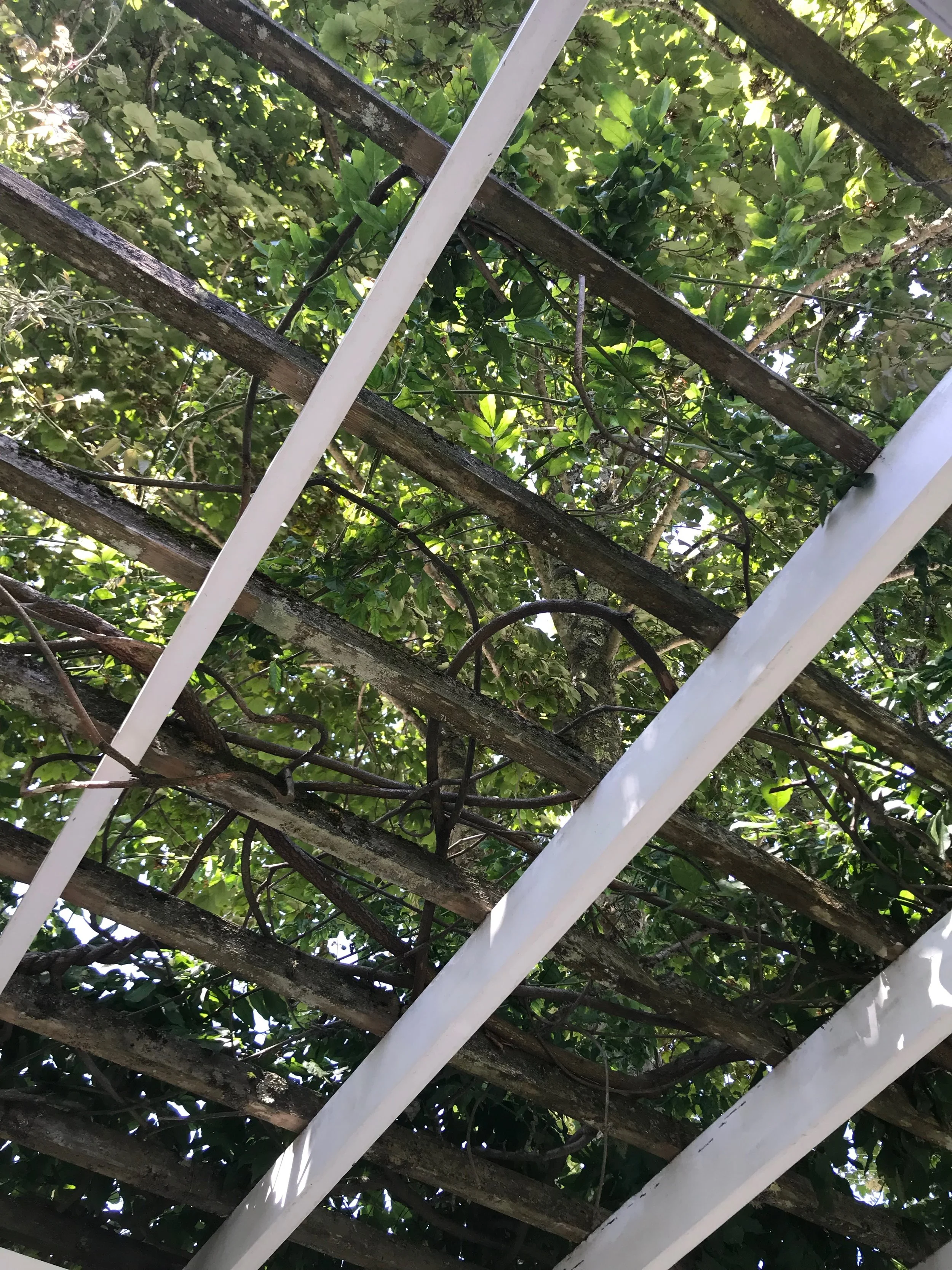 IMG_0118.jpeg