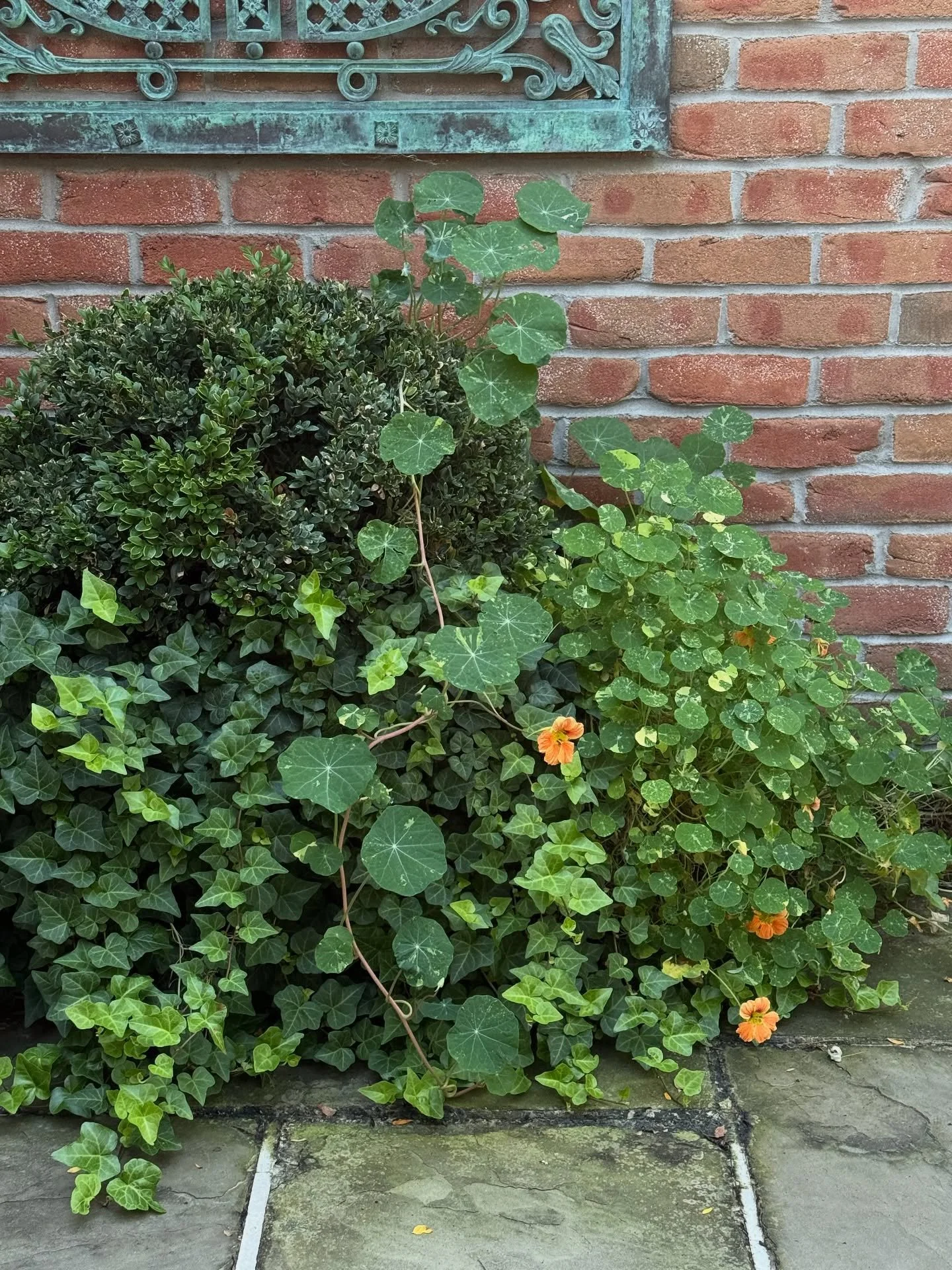 Fall ivy thriving! 🌿 The leaves will be turning soon.