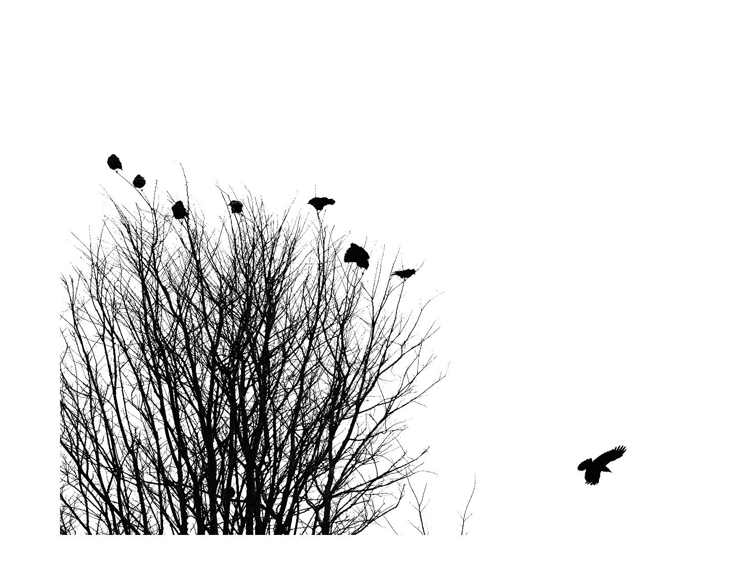 #OFFSEASON project development 

#birds #starlings #kernow #newquay #bnw #blackandwhite #contemplation #photobook #photography #winter #loss #nature #art #fineartphotography #naturephotography #uk #cornwall #transience #alone #flight #crow #crowsofin