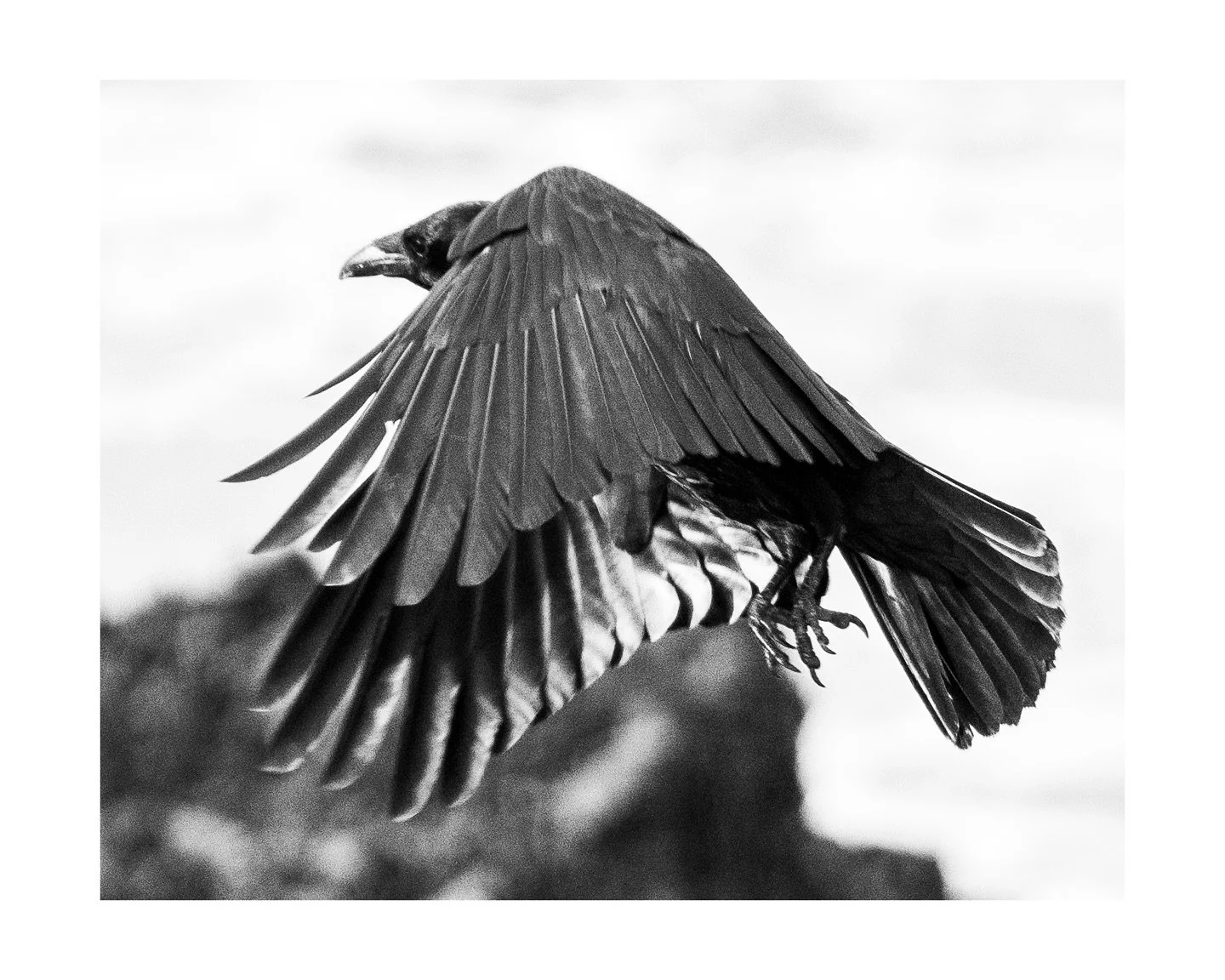#OFFSEASON project development 

#birds #starlings #kernow #newquay #bnw #photobook #photography #winter #loss #nature #naturephotography #uk #cornwall #transience #alone #flight #raven #ravensofinstagram
