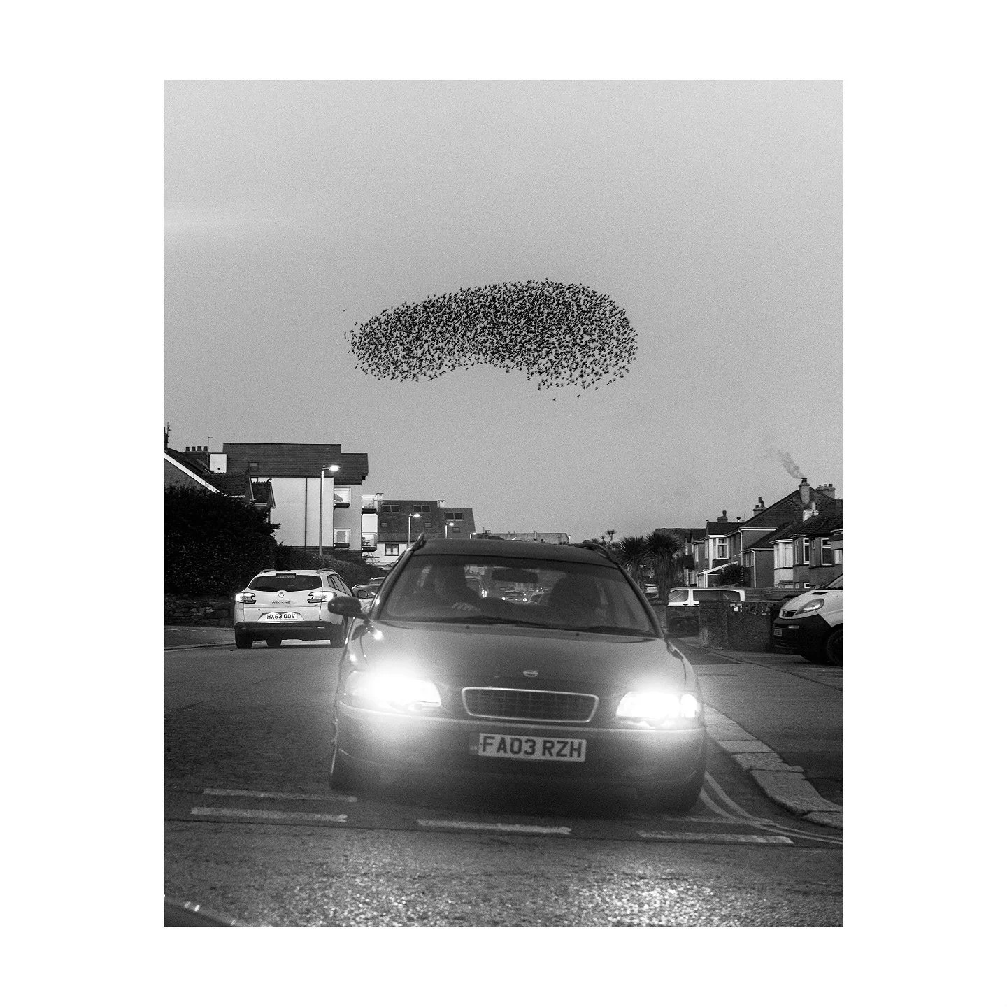#OFFSEASON project development 

#birds #starlings #kernow #newquay #bnw #photobook #photography #winter #loss #telegraphpole #nature #naturephotography #uk #cornwall #transience #alone #flight #murmuration #murmurationofstarlings