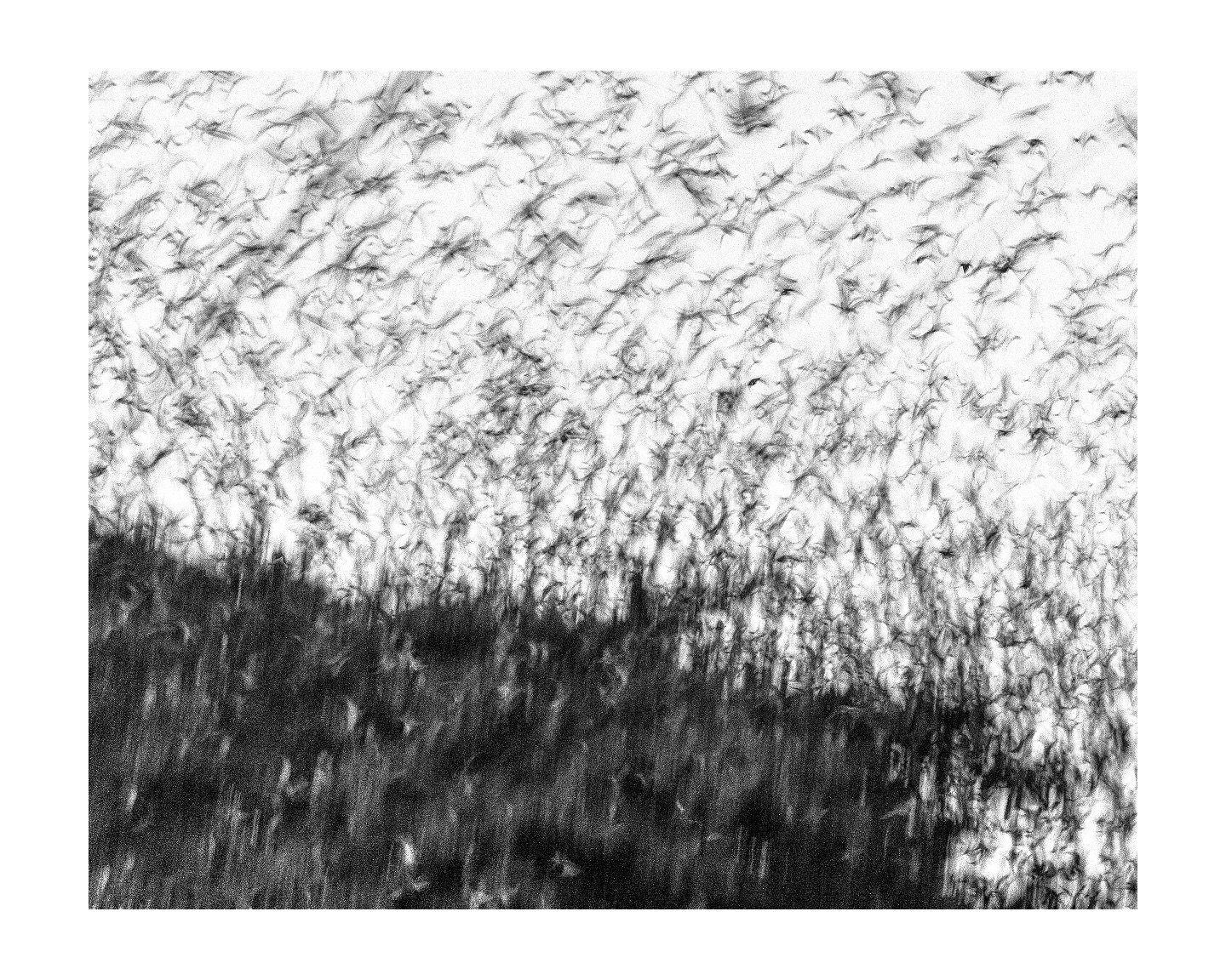 #OFFSEASON project development 

#birds #kernow #newquay #bnw #blackandwhite #contemplation #photobook #photography #birdlife #winter #loss #nature #art #fineartphotography #naturephotography #uk #cornwall #transience #alone #together #flight #birds 