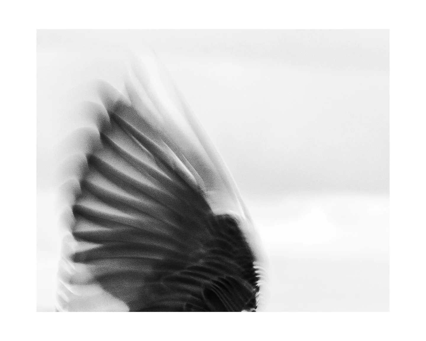 #OFFSEASON project development 

#birds #kernow #newquay #bnw #blackandwhite #motion #wing #photobook #photography #birdlife #winter #loss #nature #art #fineartphotography #naturephotography #uk #cornwall #transience #alone #together #flight #birds #