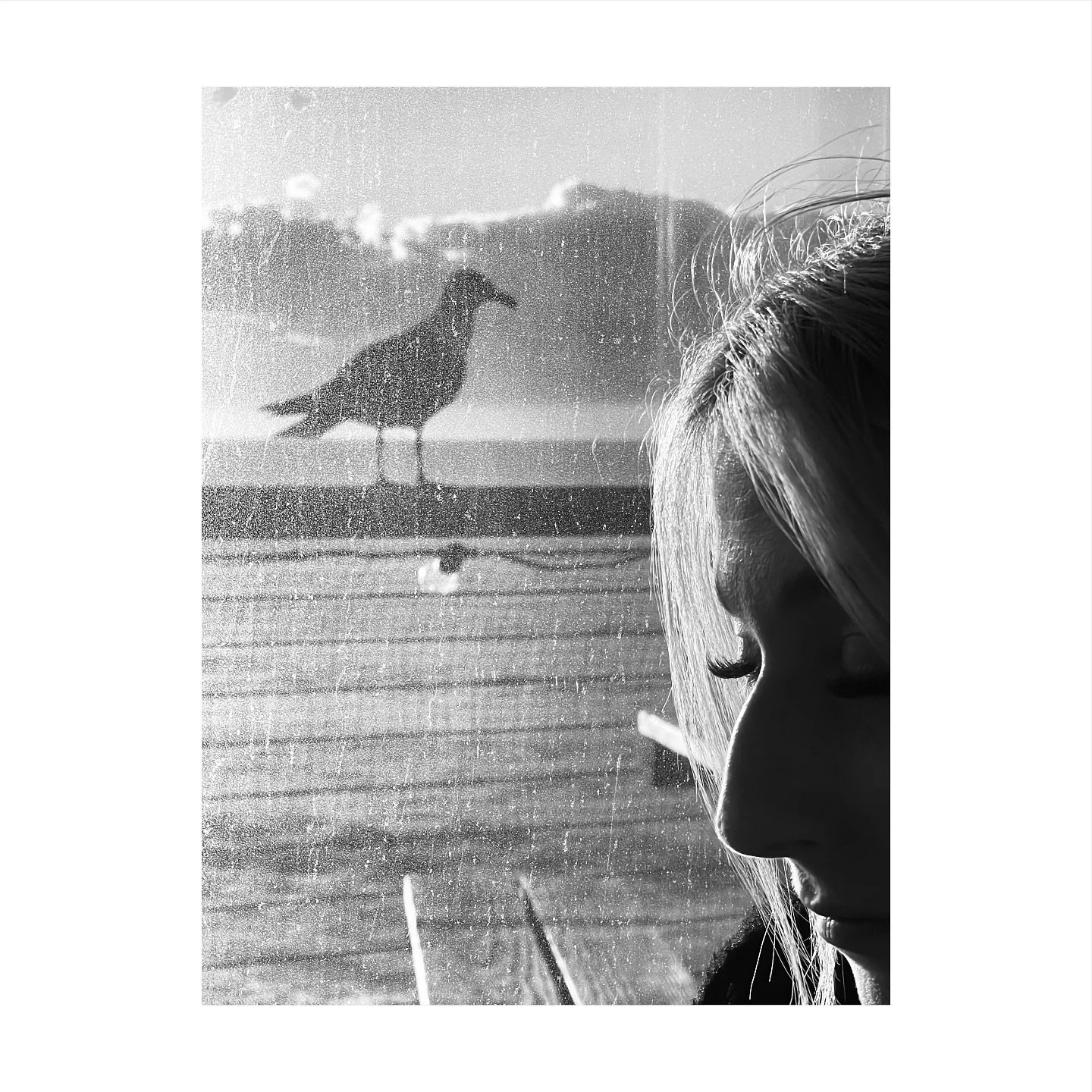 #OFFSEASON project development 

#birds #kernow #newquay #bnw #blackandwhite #motion #wing #photobook #photography #birdlife #winter #loss #nature #art #fineartphotography #naturephotography #uk #cornwall #transience #alone #together #flight #birds #
