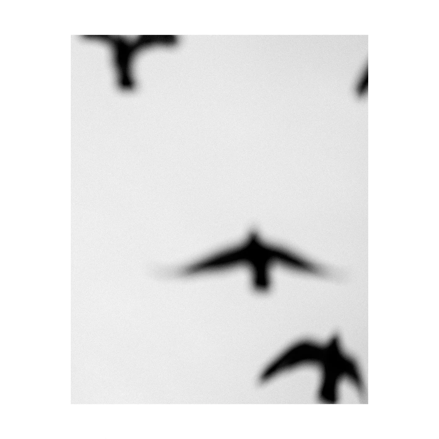 #OFFSEASON project development 

#birds #kernow #newquay #bnw #blackandwhite #motion #wing #photobook #photography #birdlife #winter #loss #nature #art #fineartphotography #uk #cornwall #transience #alone #together #flight #birds #birdsofinstagram