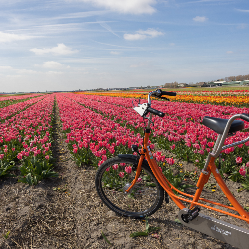 Colorful tulip fields blooming during a Netherlands spring road trip.