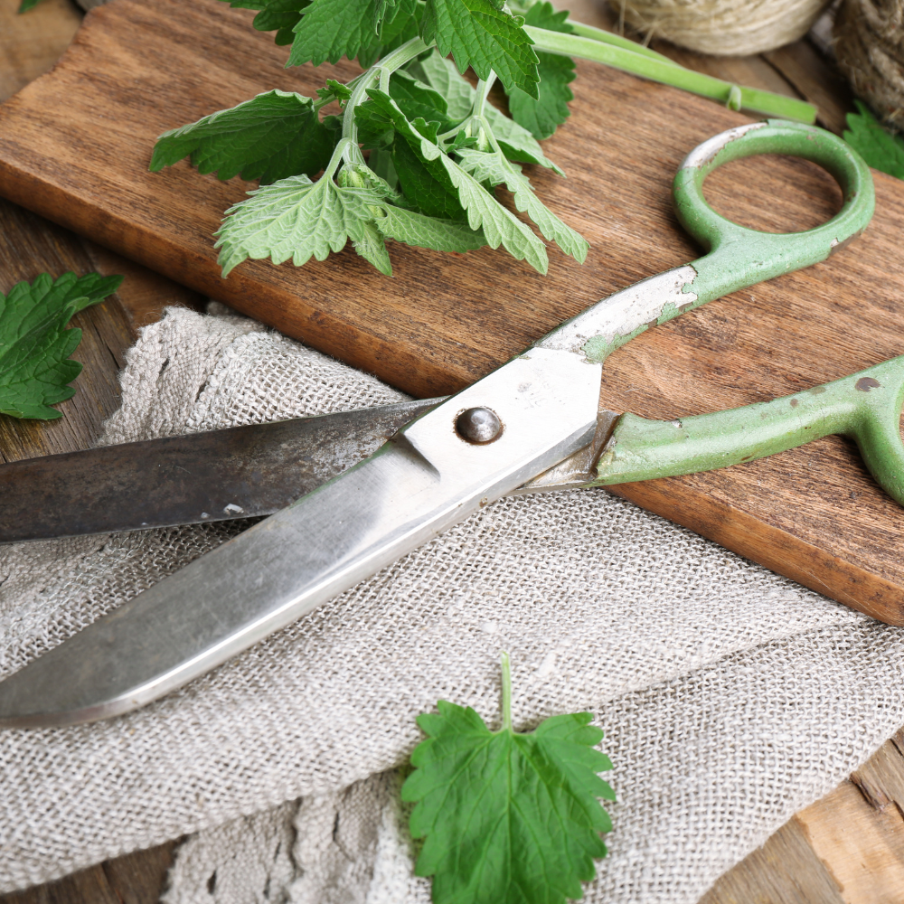Lemon Balm leaves to make tea and herbal remedies