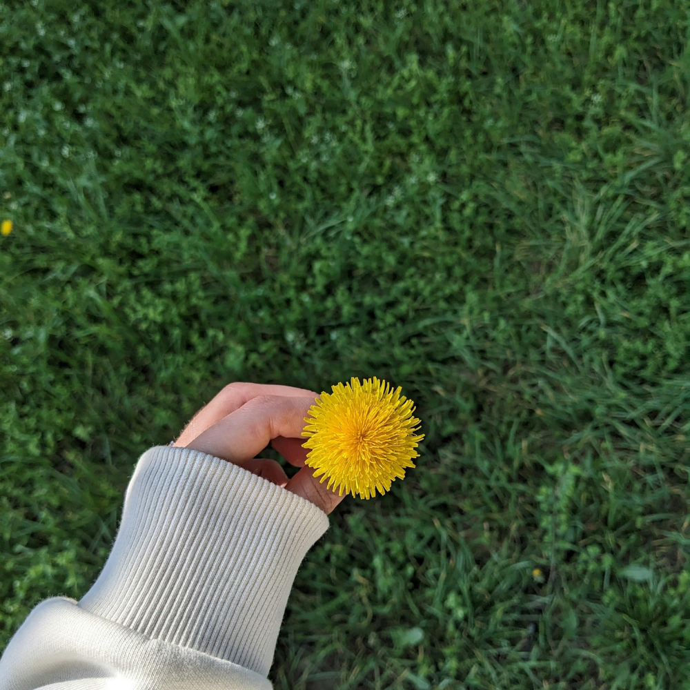 Wild dandelion flowers growing in a natural field, ready to be foraged for herbal tea