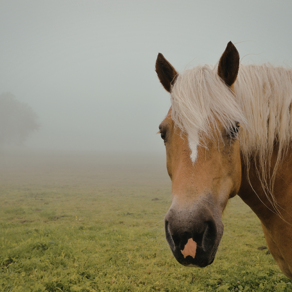 Sunrise over Crested Butte, Colorado