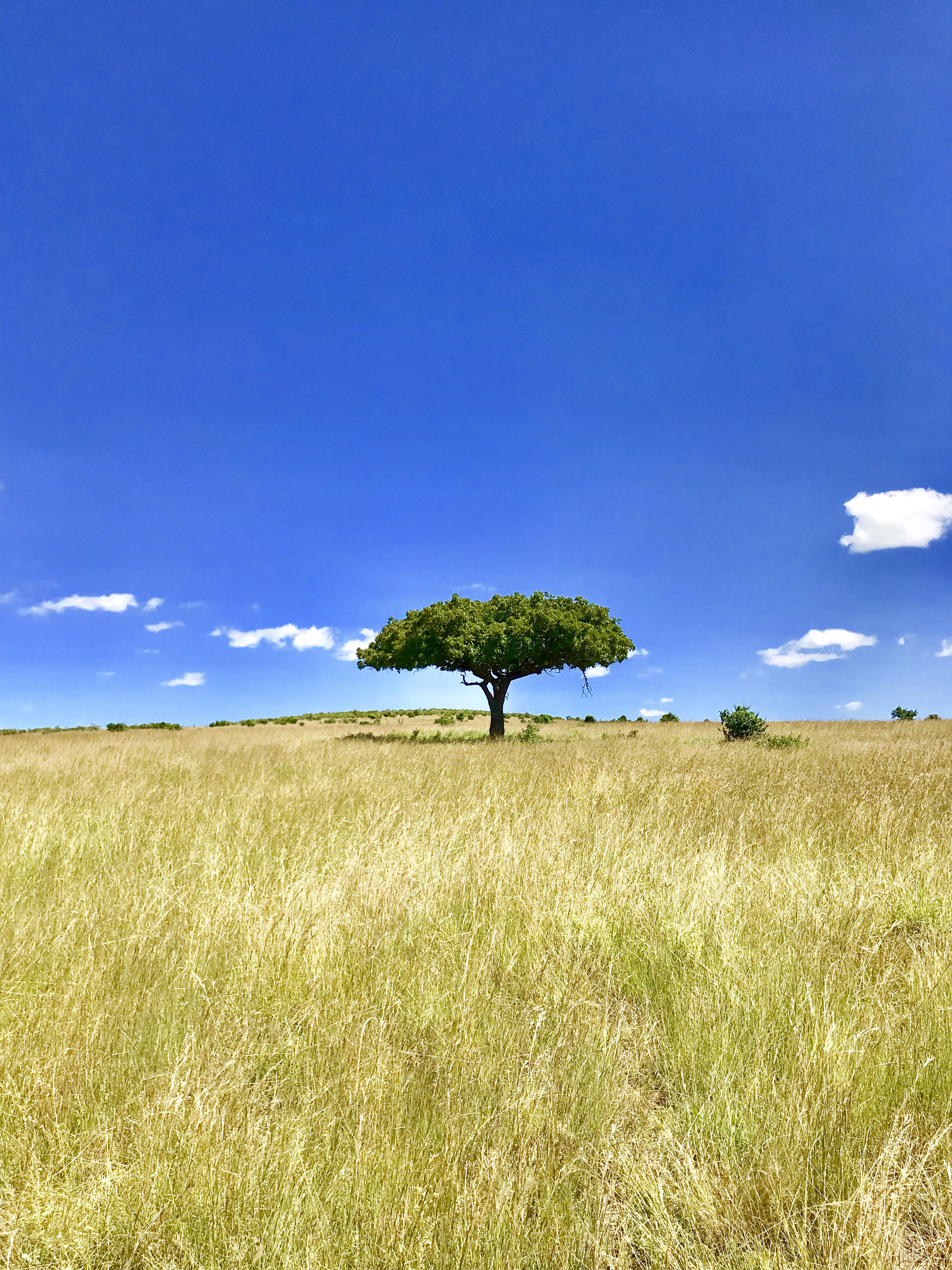 Maasai Mara Lion King tree