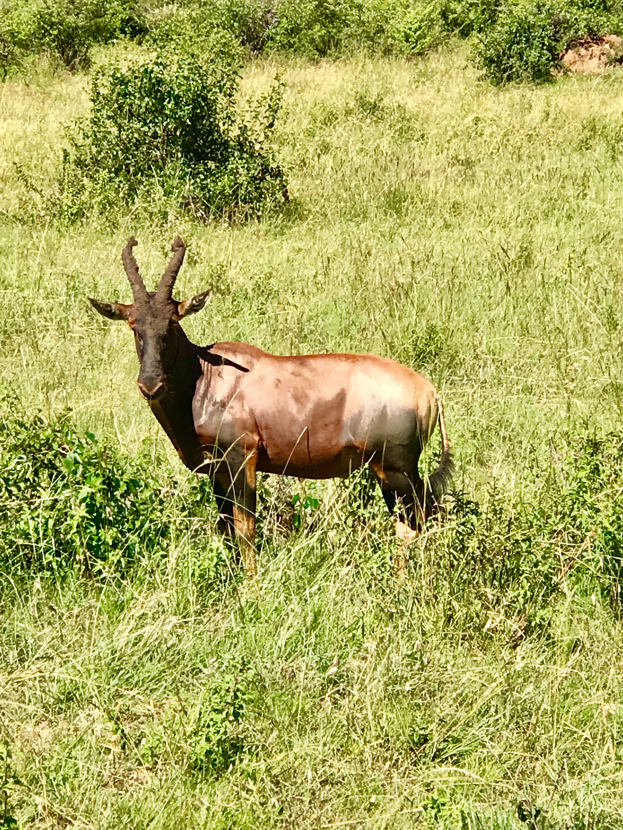 Topi in Maasai Mara Safari