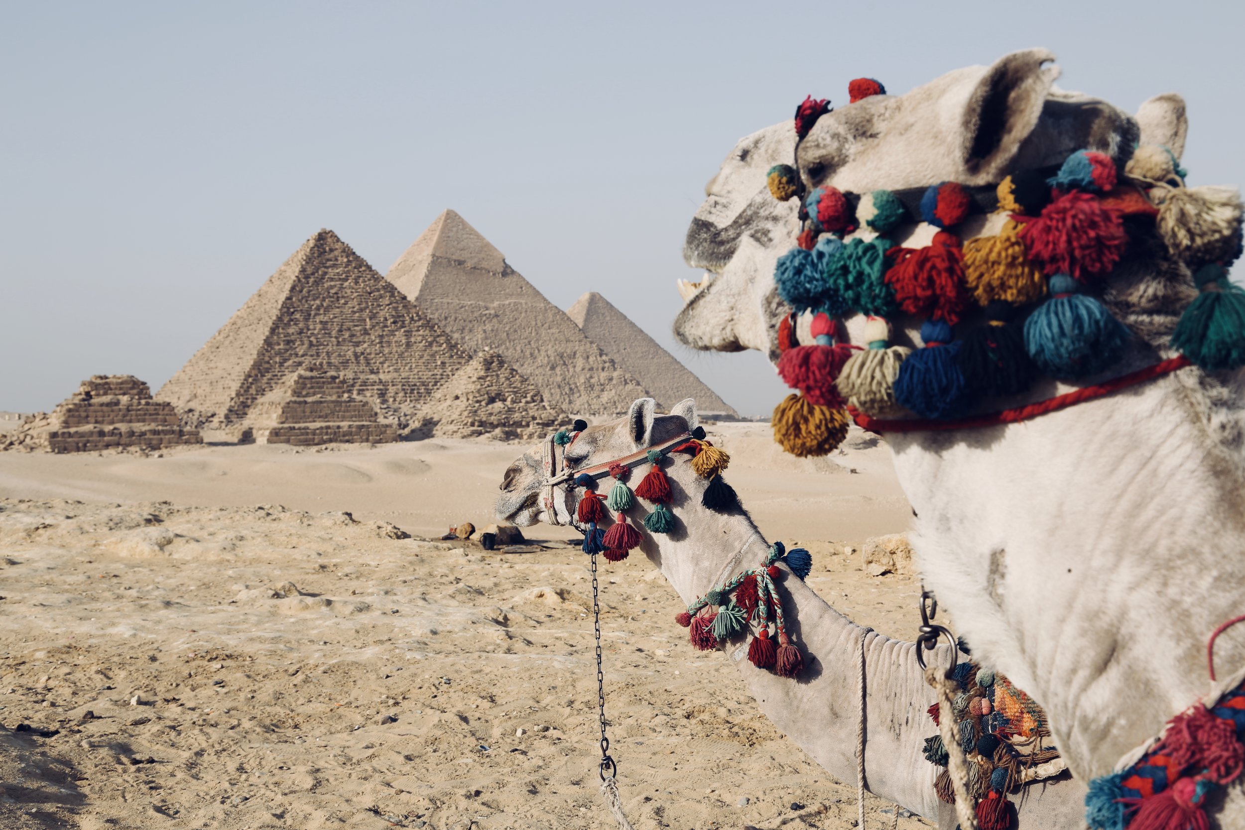 camel in giza pyramids, cairo
