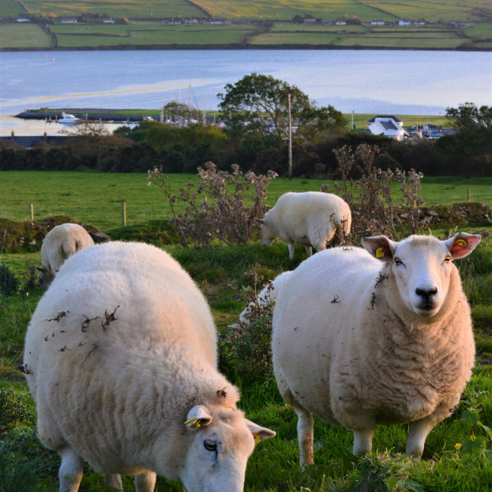 Best places to Visit in Ireland