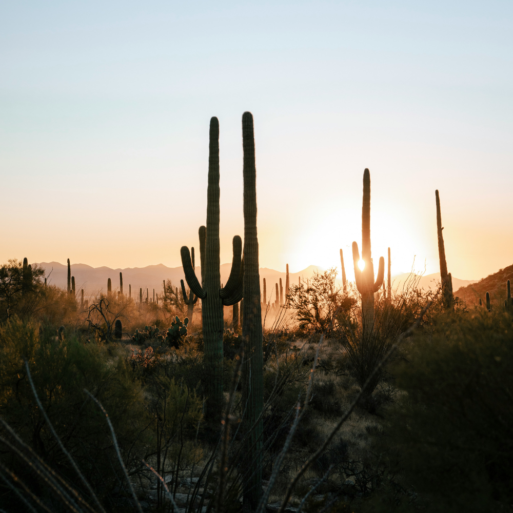 Dramatic sunset over the Sonoran Desert in Tucson with silhouetted saguaro cacti and mountains.