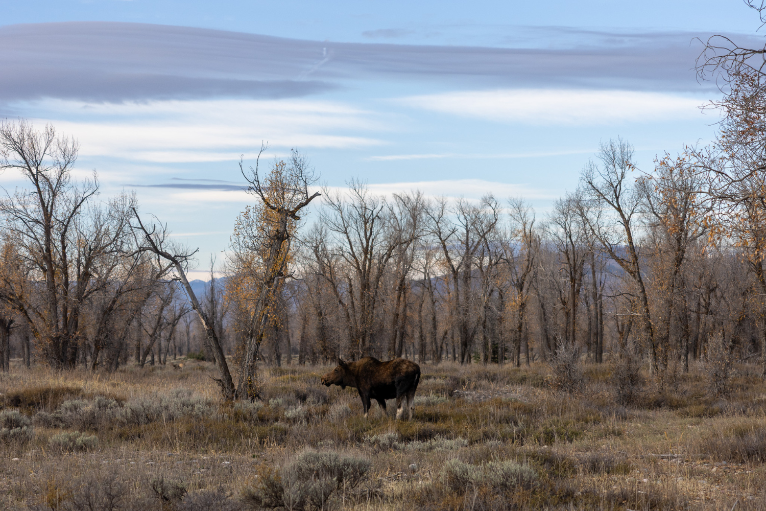 Montana in the Fall: Things to Do, Where to Go, and Best Time to Visit ...