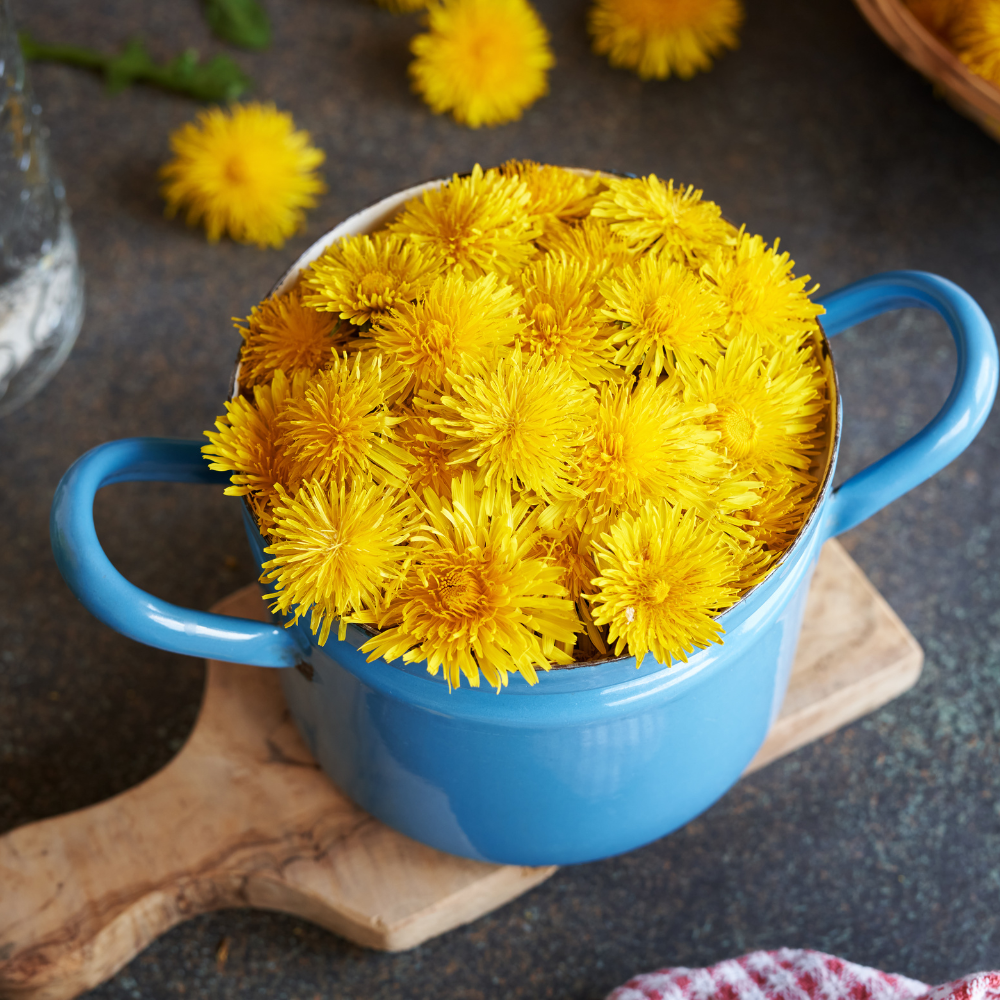 Dandelion flowers for dandelion tea
