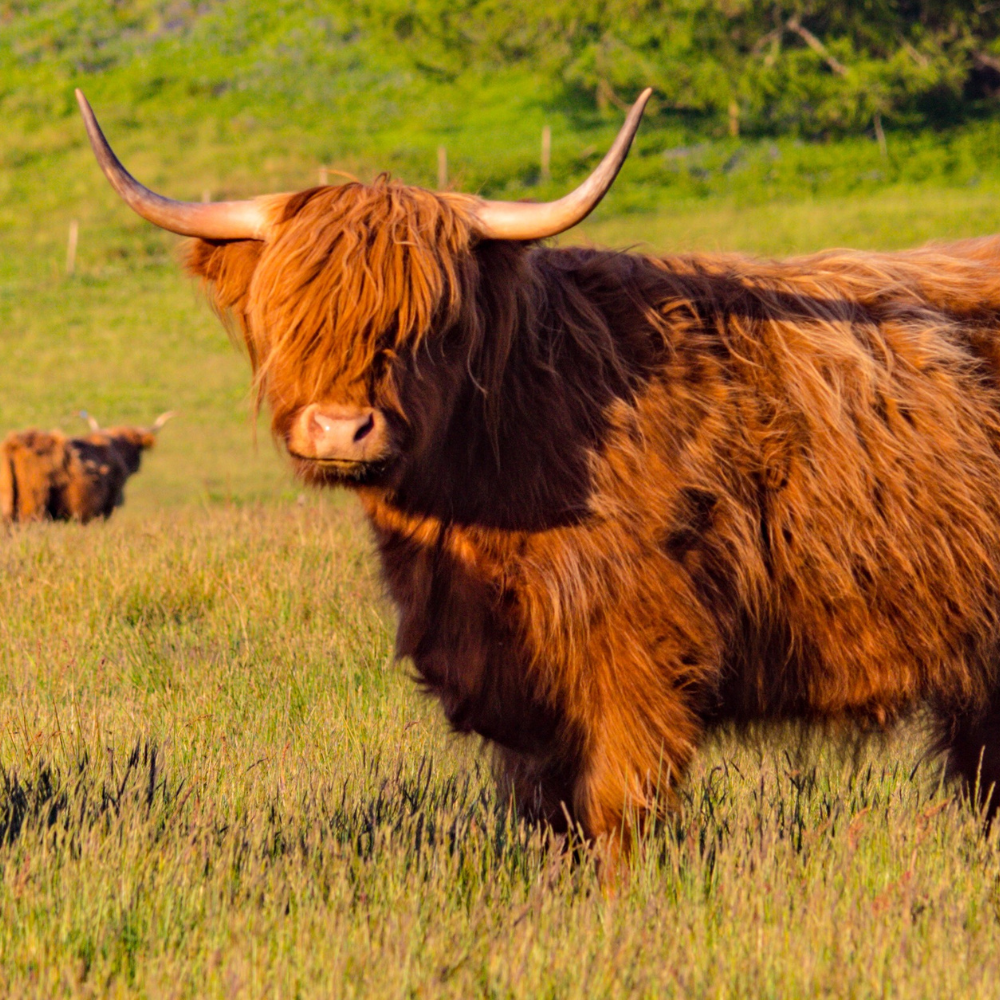 Farm in the middle of the Scotland Highland