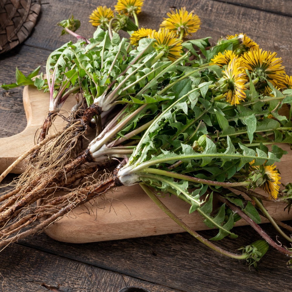 Freshly cut wild dandelions prepared for cleaning before making herbal tea