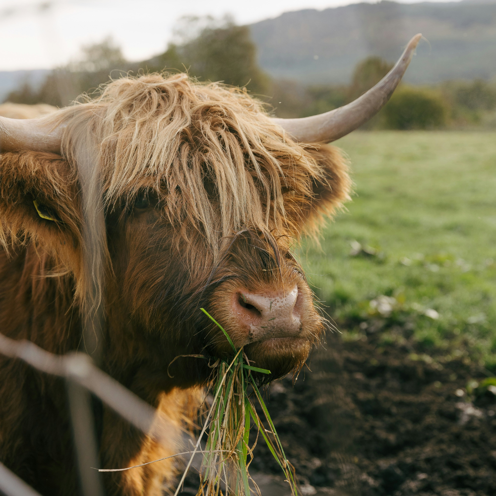 Scenic view of the Scottish countryside with highland cows, perfect for day trips from Edinburgh.