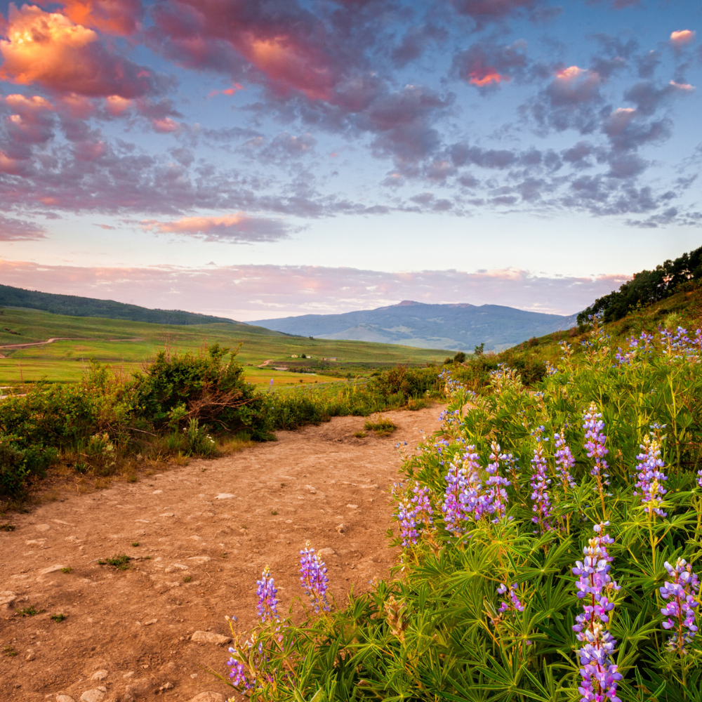 Wildflower-filled hiking trail in Crested Butte, Colorado with scenic mountain views during summer
