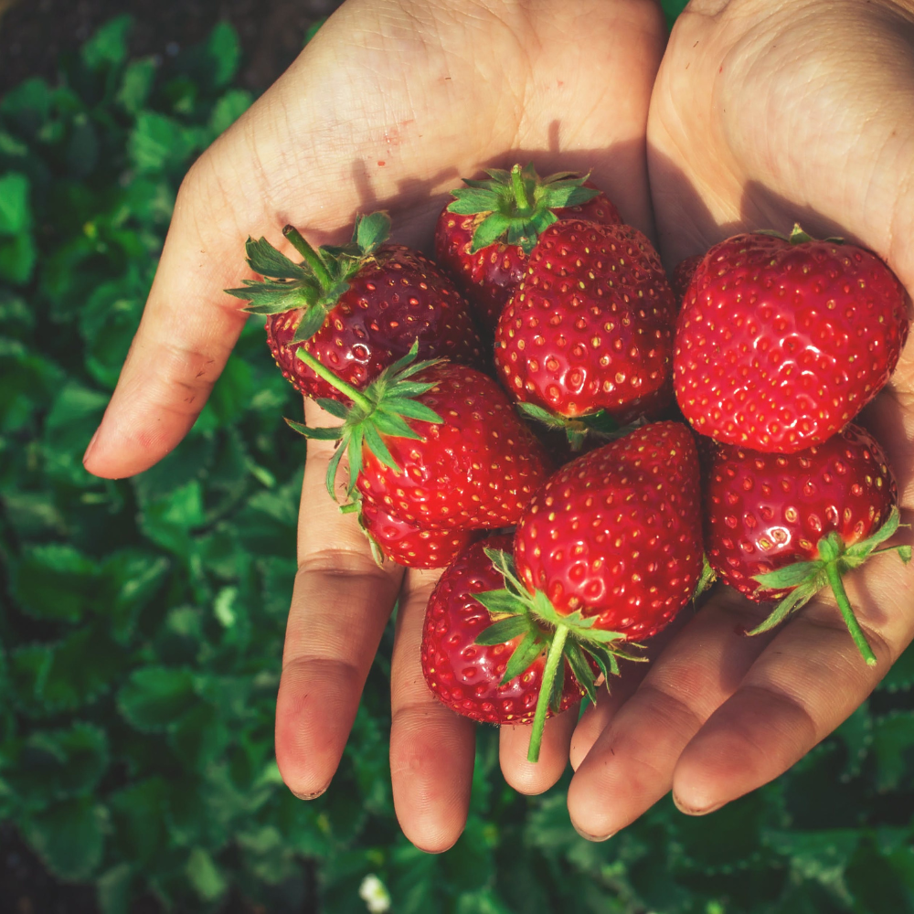 Woman picking fresh strawberries at a local farm during a sunny summer day.