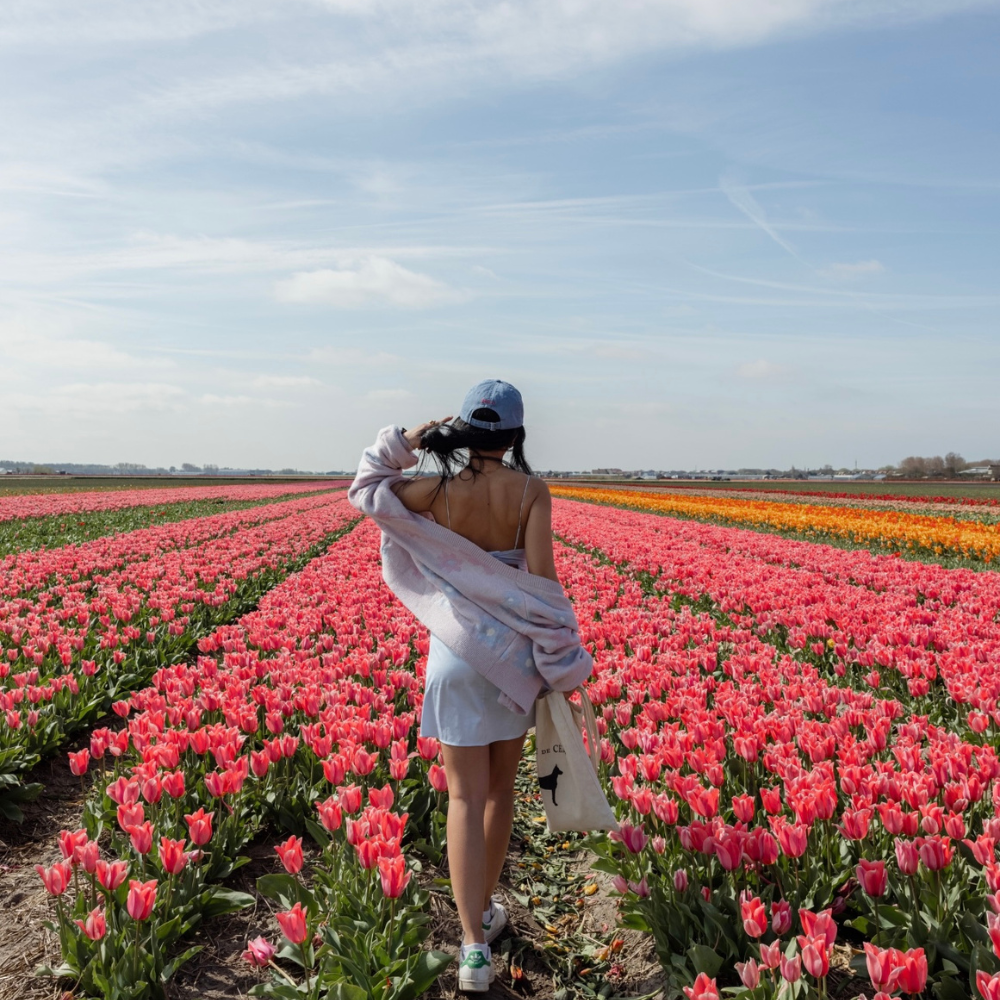 Quiet country road surrounded by tulip fields in Holland.