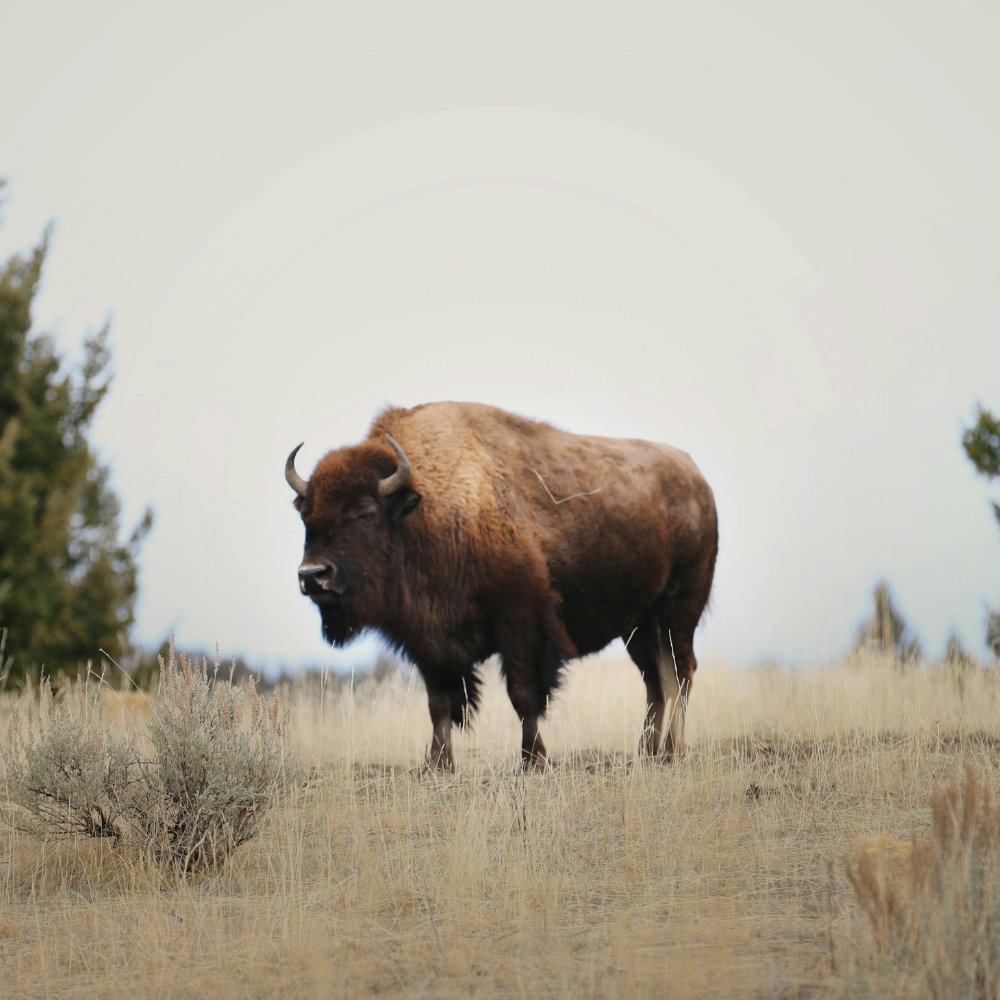 Yellowstone National Park, Wyoming, with mountains in the distance.
