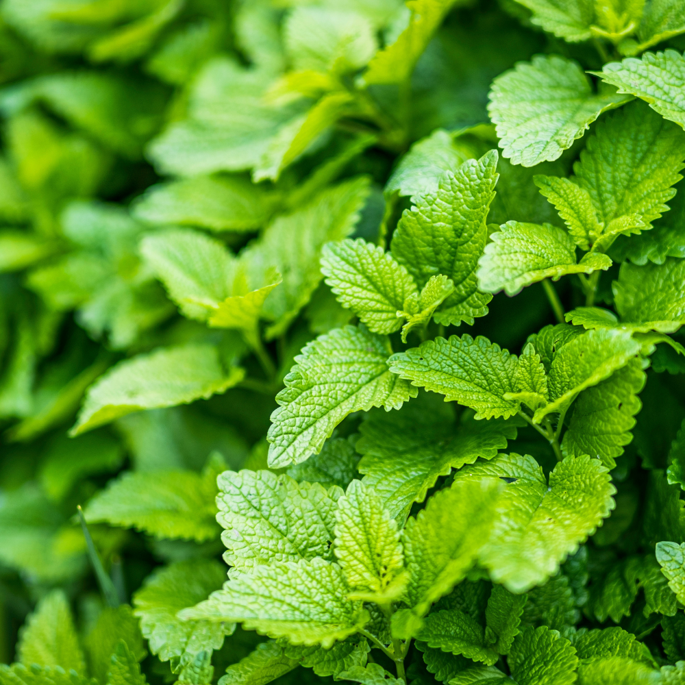 Fresh lemon balm leaves growing in a garden