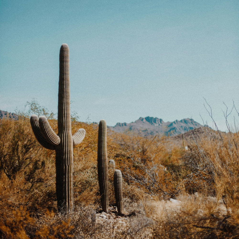 Tall saguaro cacti in Saguaro National Park at sunset with golden light over the Sonoran Desert.
