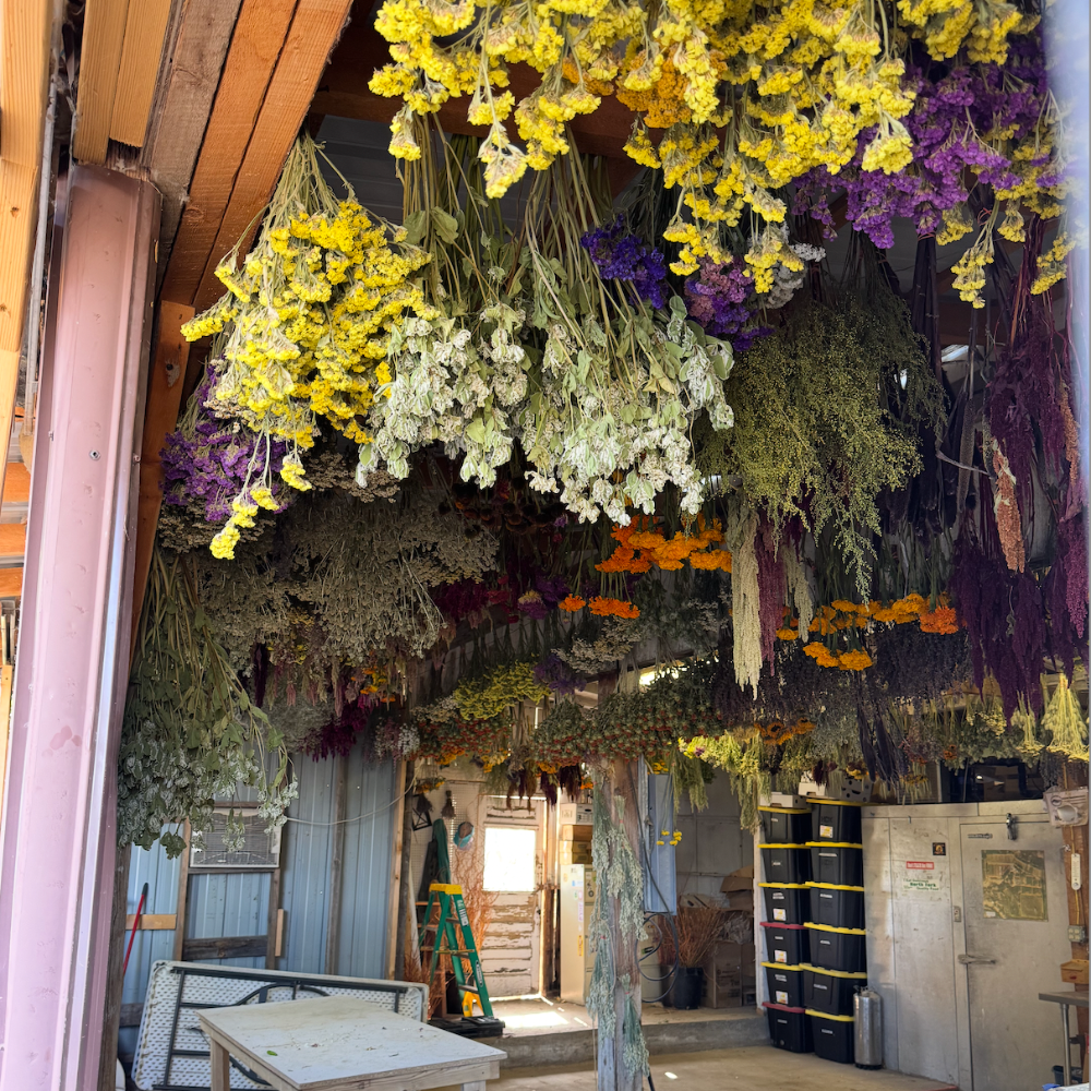 Flower farm in Paonia, Colorado with rows of flowers and mountain views in summer
