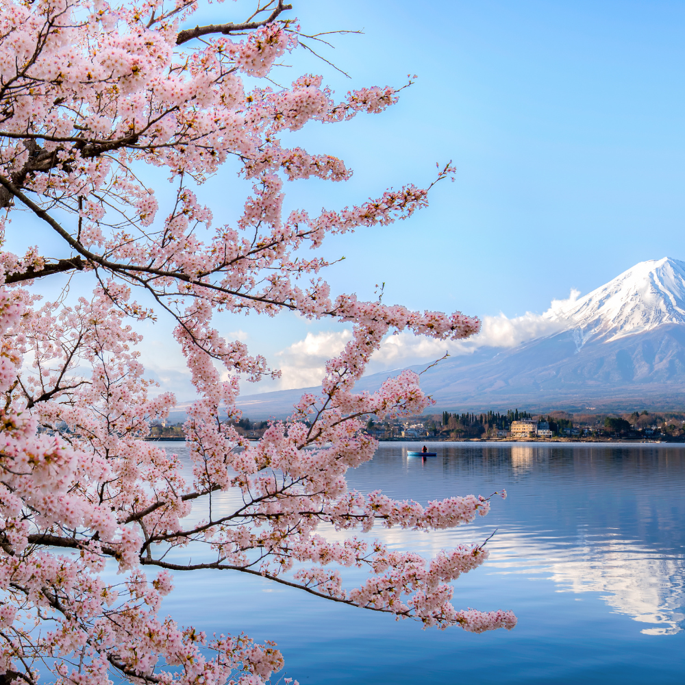 Cherry blossoms in Tokyo, Japan during early March