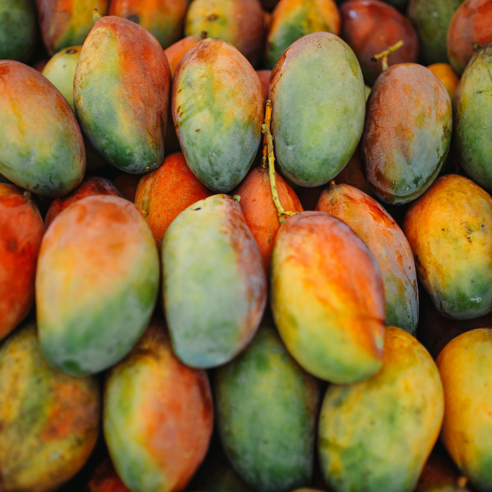 ripe Mangoes used for making creamy tropical fruit smoothies.