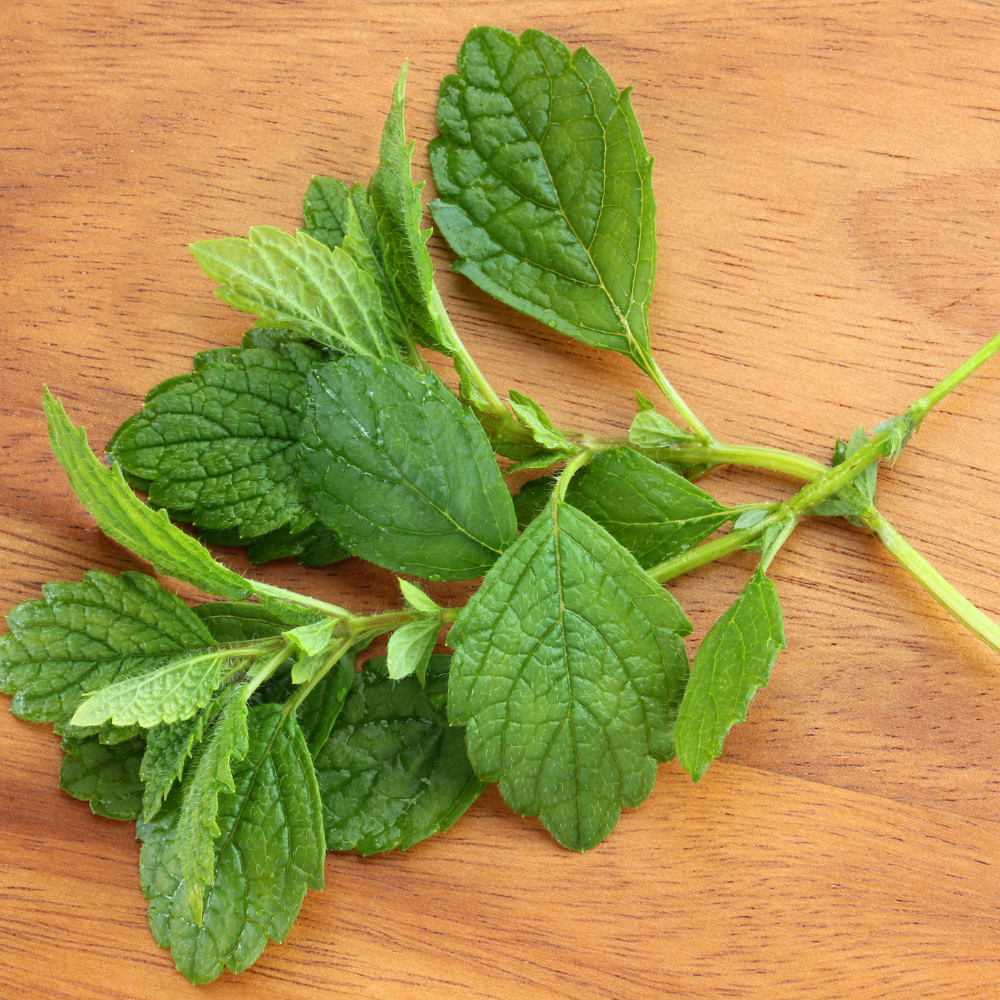Preparation of lemon balm leaves to make a homemade tea