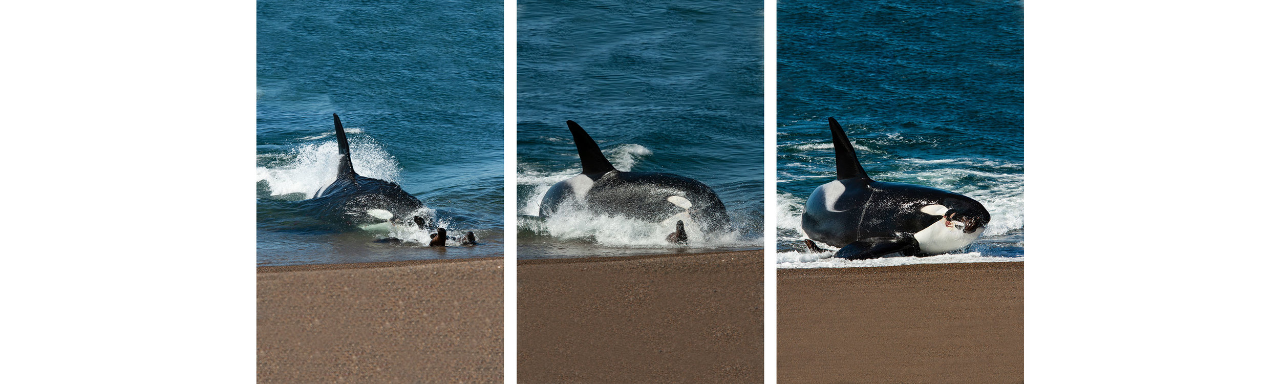 Península Valdés Orca Research