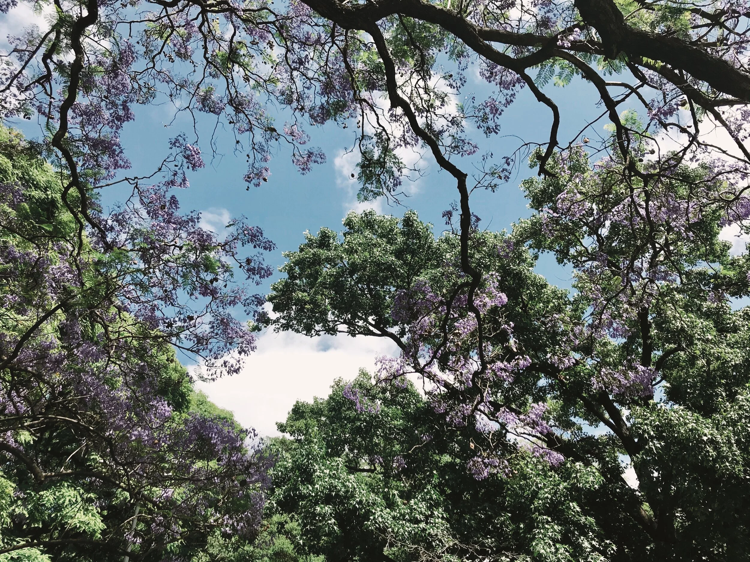 Categorical Imperative (Water the House Plants)