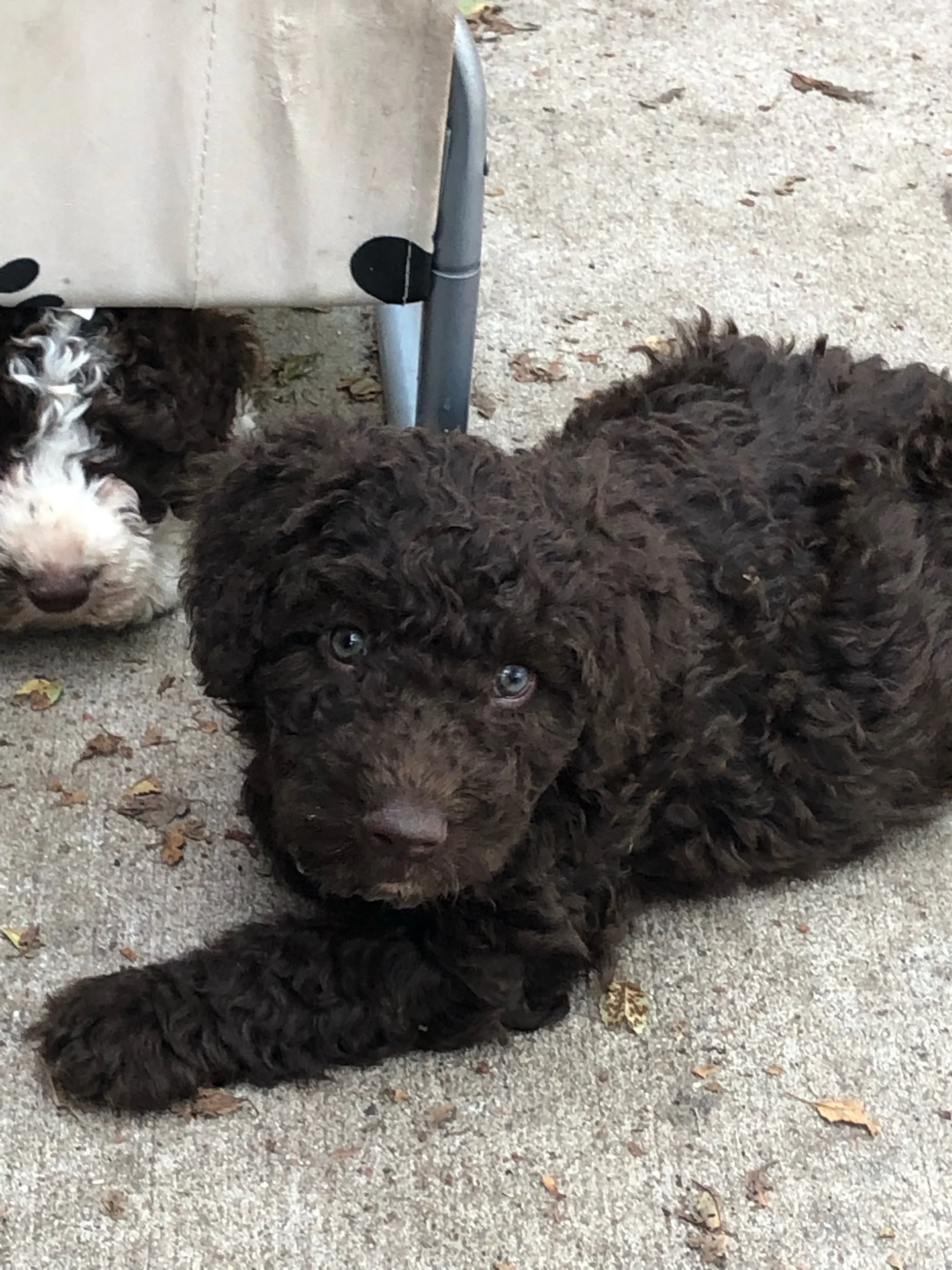 Spanish Water Dog Puppies