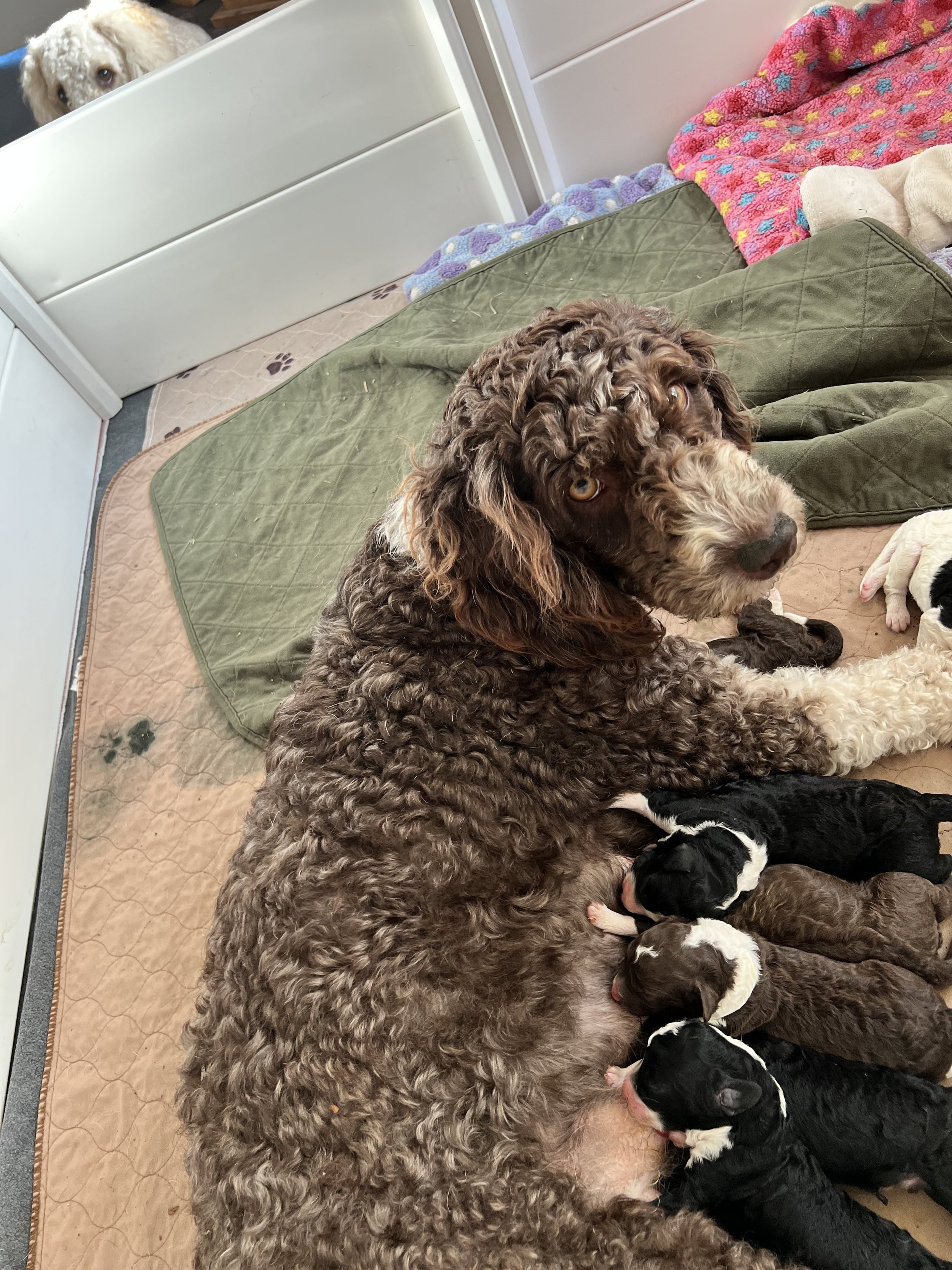 3 black males and 3 chocolate females available