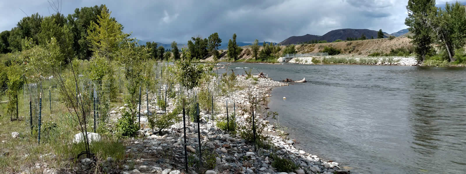 riparian-plantings-levee-removal-wdfw-floodplain.jpg