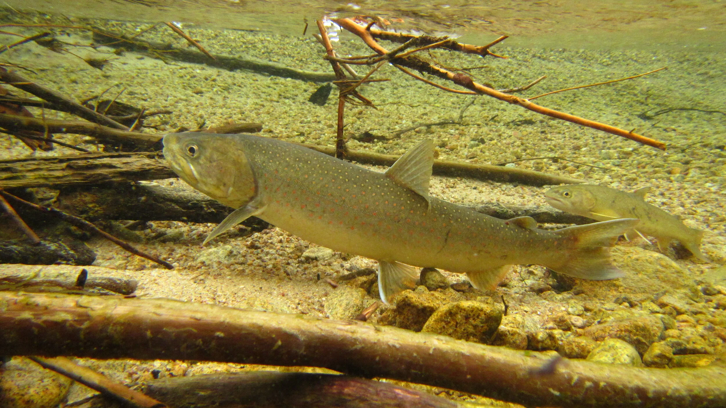 Bull-trout-Upper-Lake-Creek-John-Crandall.JPG