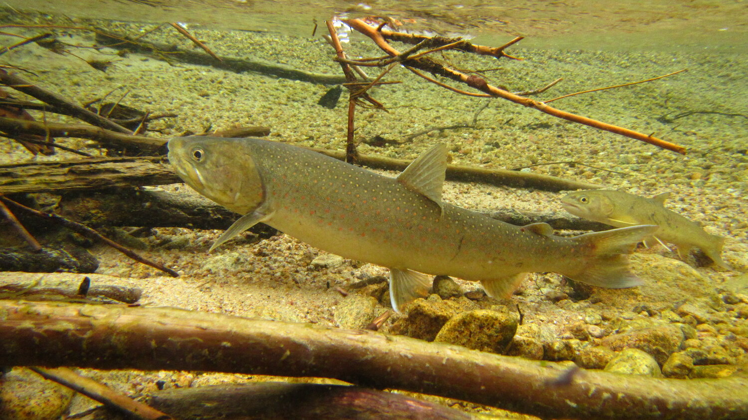 STREAM - Salmon Trout Restoration Education and Aquatic