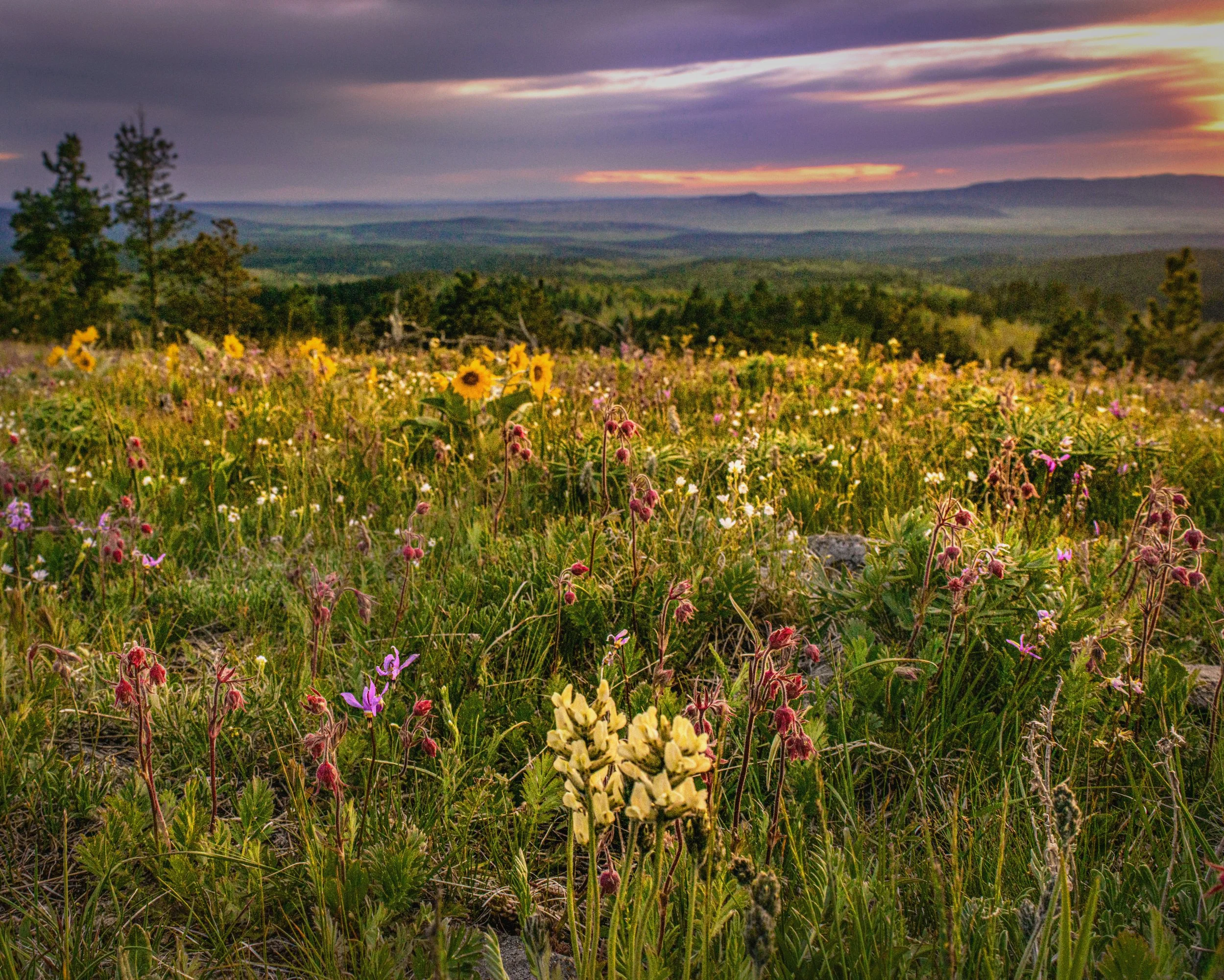 OvergrownOverlook_BH Pics.jpg