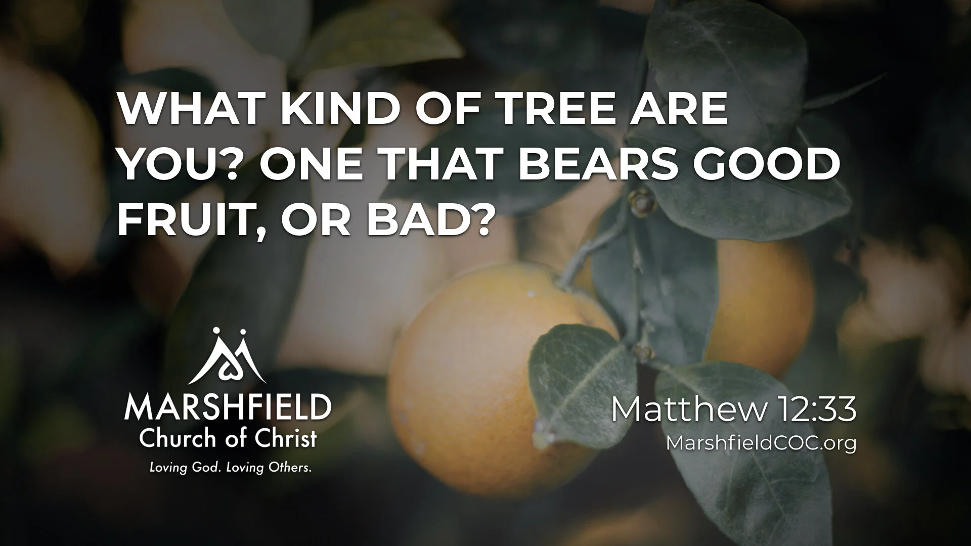 Monday, 5/25/20 - Fruit Trees