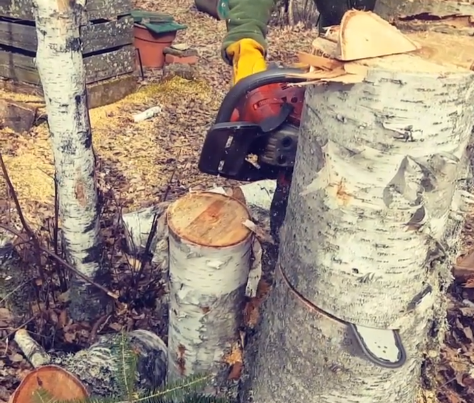 Stump Tree Cut.png