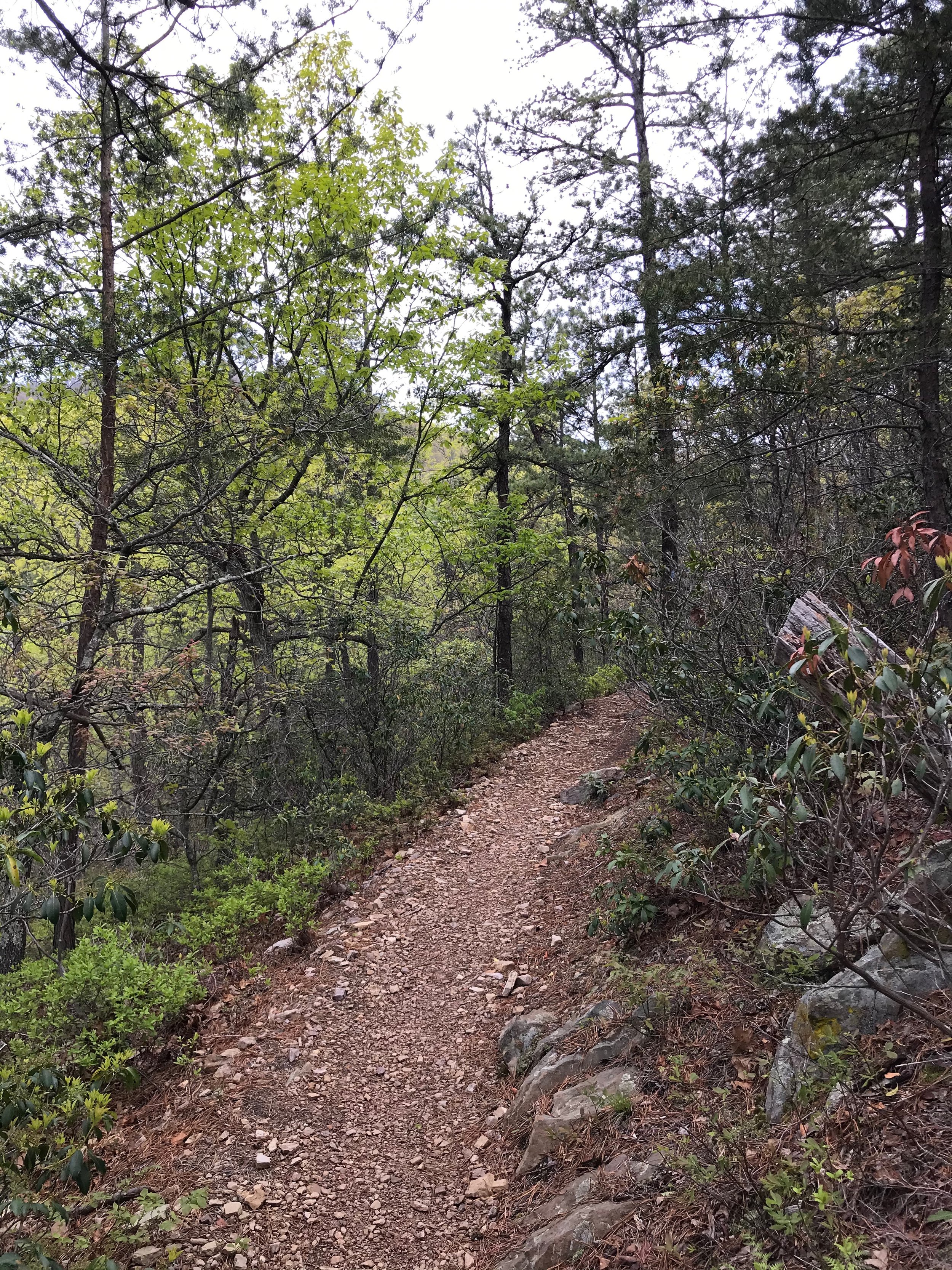 Typical trail on the course