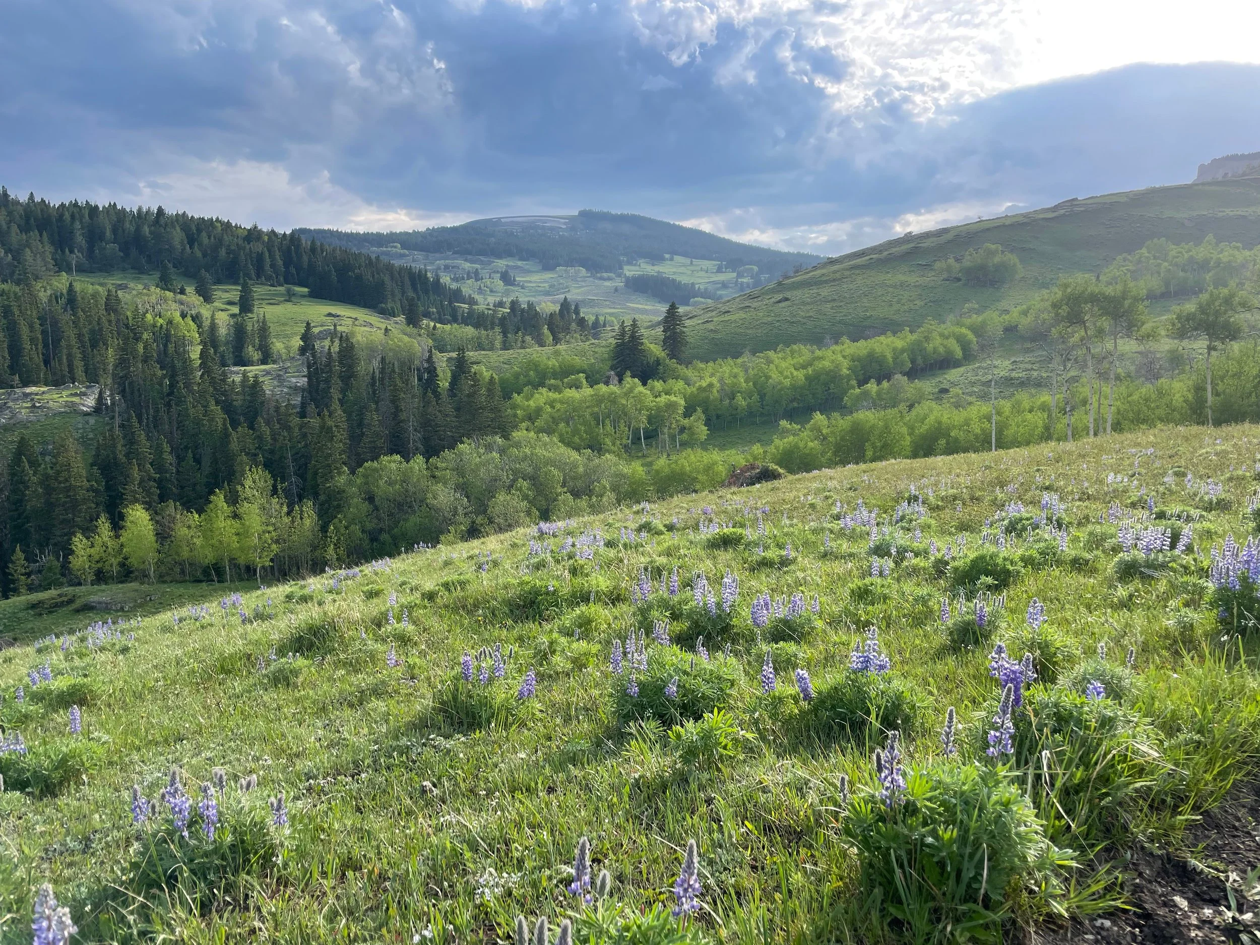 2022 Bighorn 100 Race Report