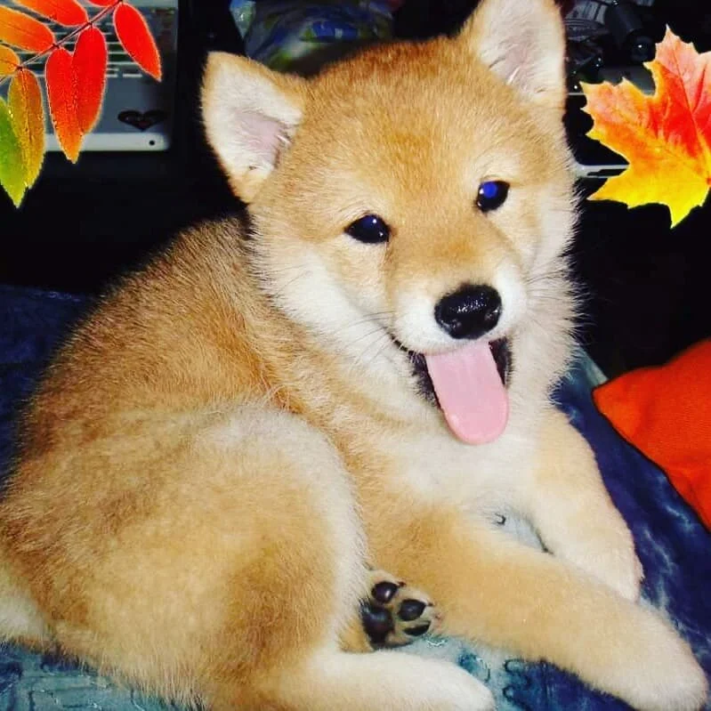 Mei the Shiba🐶 most popular race in Japan 🇯🇵#nihongo #cursosjaponesporto #inessensei #japones #shibainu #japonais #japanese