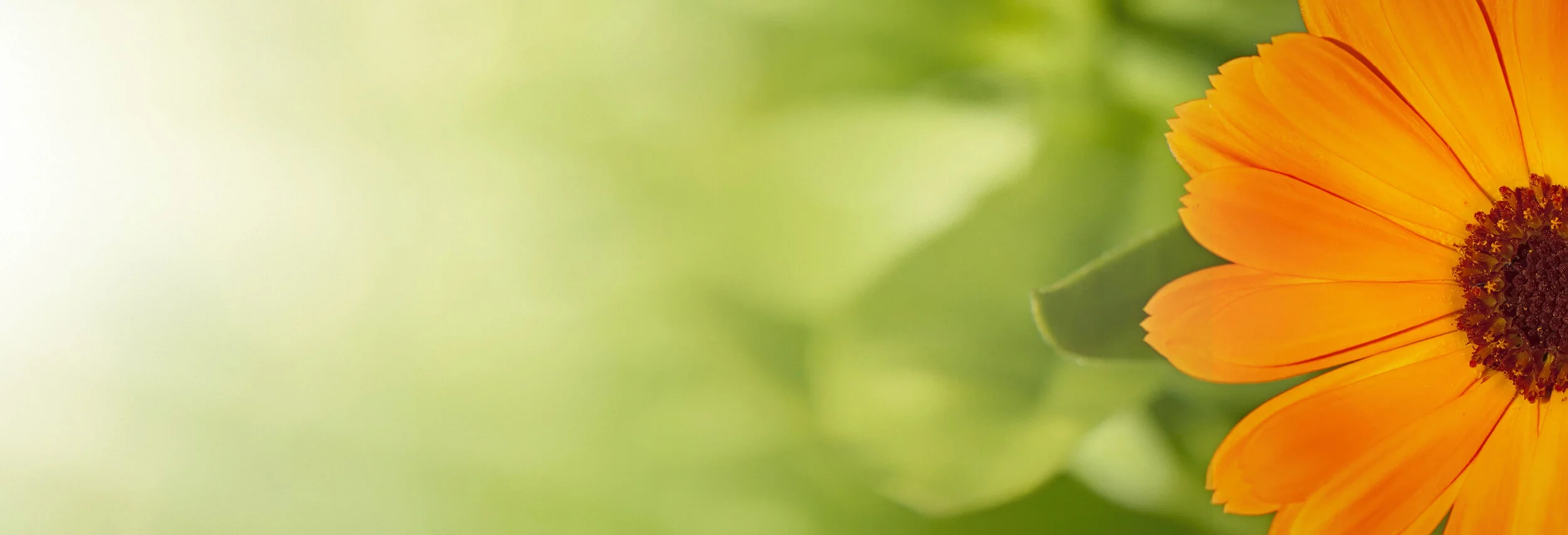 Calendula flower for WNDA website.jpeg
