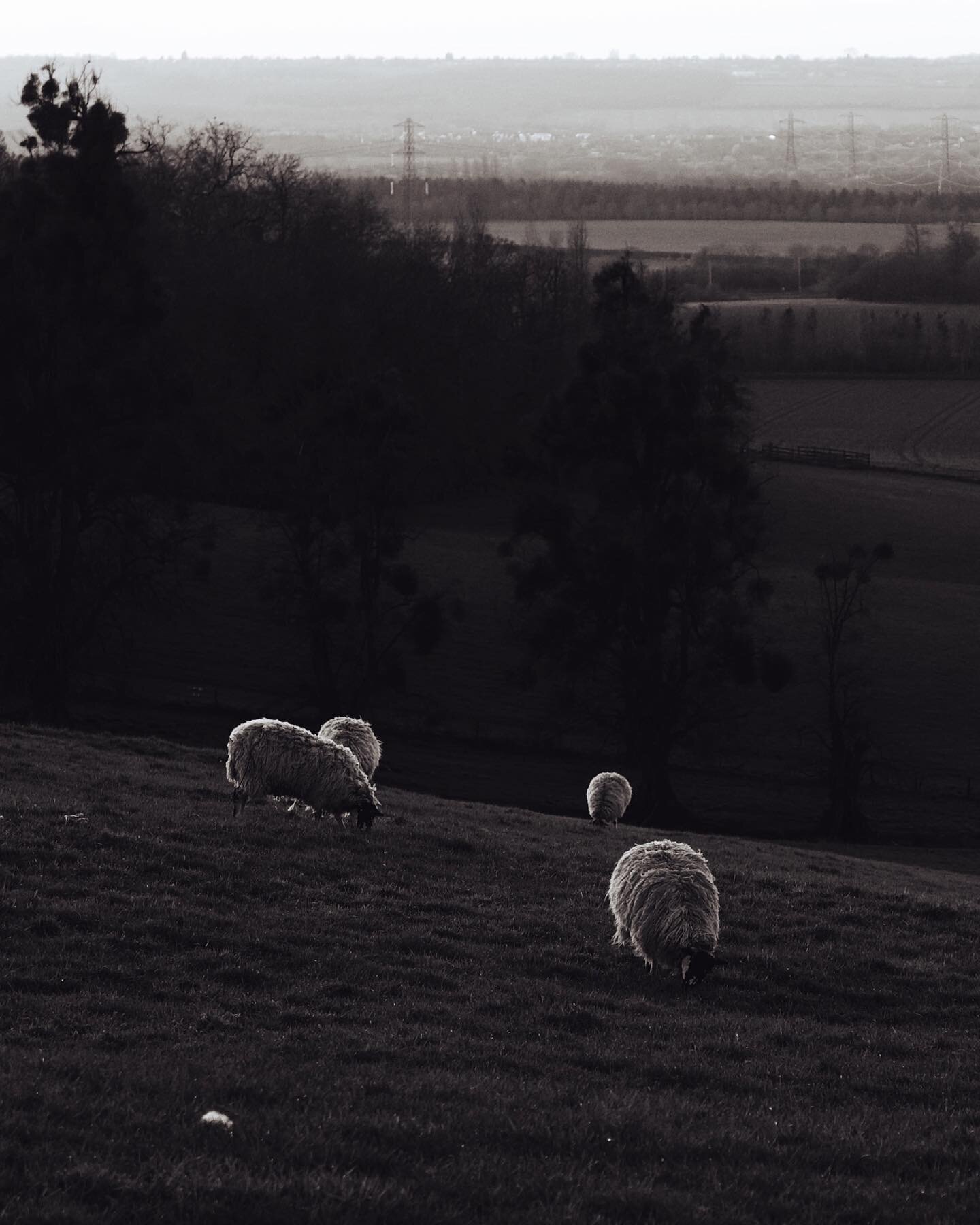 🐑 &bull; April 2023

📸: Sony A7II &bull; Sigma 24-70mm art lens
📍: Ampthill

#countryside #sheep #blackandwhite
