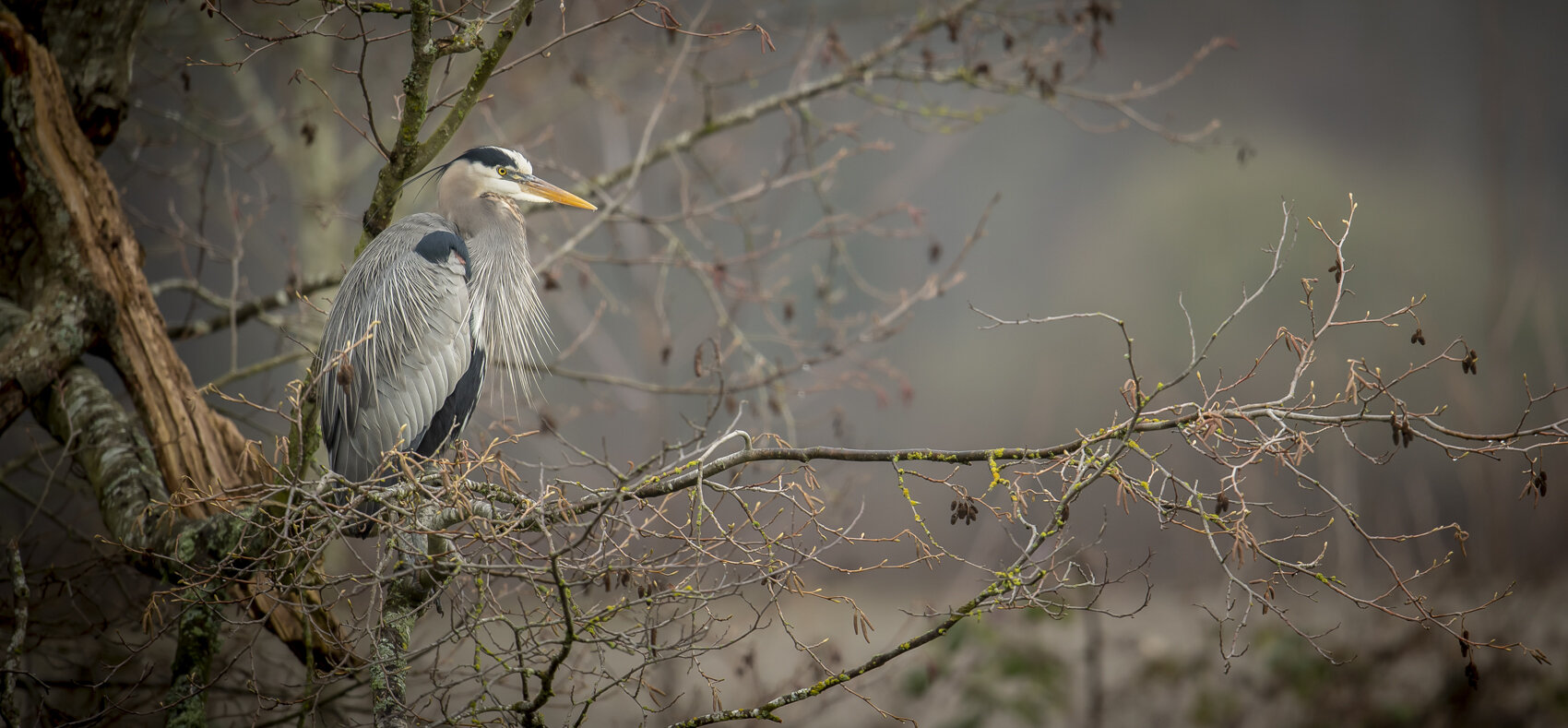 Great Blue
