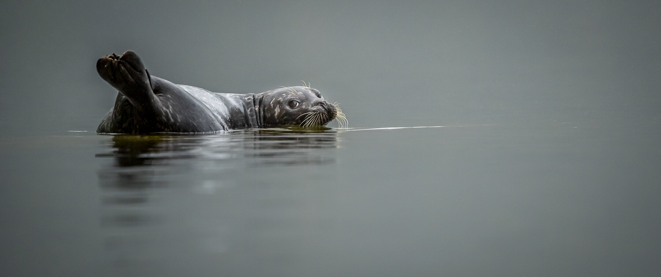 Harbor Seal